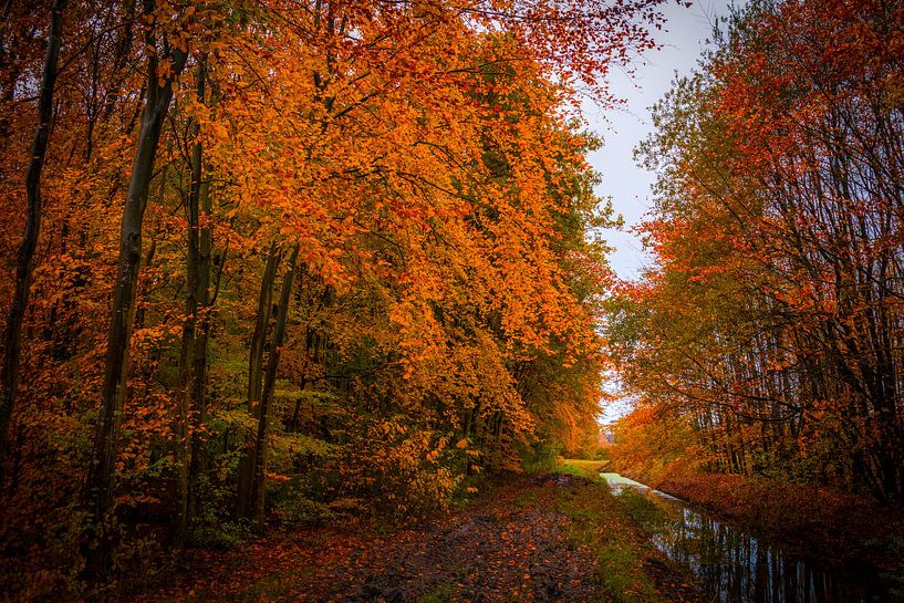 Explosion d'automne par peterheinspictures