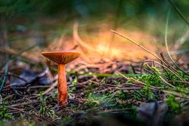 02 Winzig - Texel von Richard Heerschap Fotografie