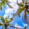 Palm trees seen from below in Colombia by Jessica Lokker