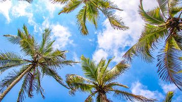 Palmbomen van onderaf gezien in Colombia van Jessica Lokker
