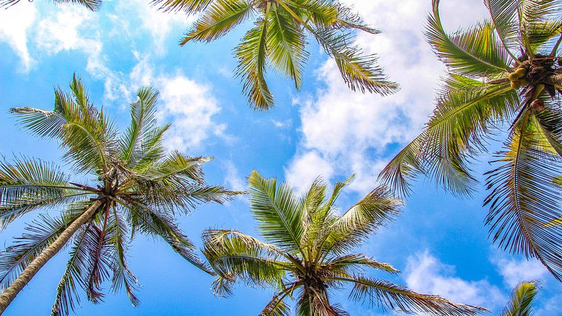 Palm trees seen from below in Colombia by Jessica Lokker