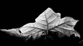 Automne sombre sur Sebastian Czech