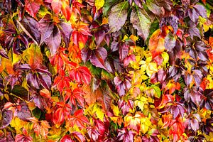 Selbstkletternde Jungfernrebe im Herbst