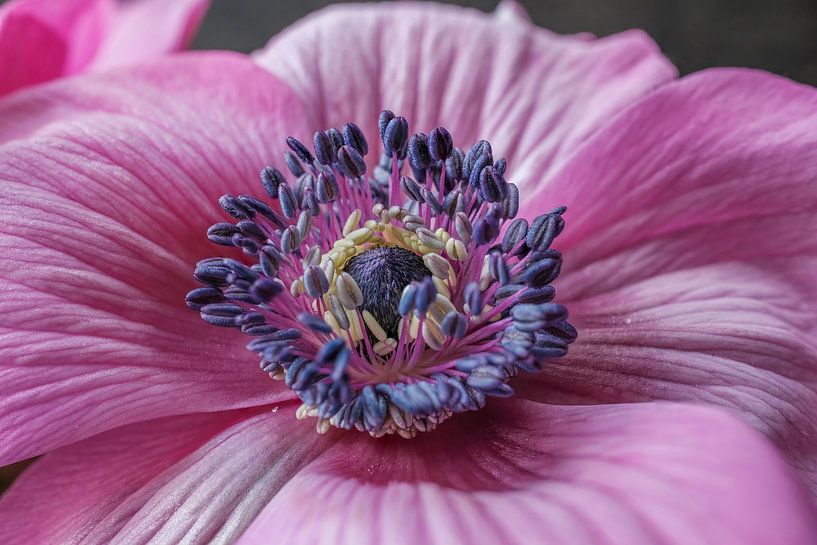 Annemoon close-up, in rose / paarse kleuren by Ron Meijer Photo-Art