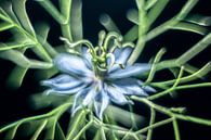 Juffertje in het groen, een fotogeniek bloemetje van Gerry van Roosmalen thumbnail