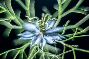 Juffertje in het groen, een fotogeniek bloemetje van Gerry van Roosmalen