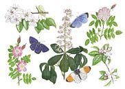 Blossoms and butterflies by Jasper de Ruiter thumbnail