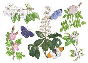 Blüten und Schmetterlinge