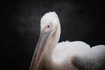 Majestueuze Rust Portret van een Pelikaan van Femke Ketelaar