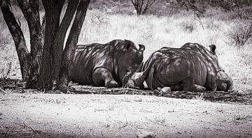 White rhino in Namibia, Africa by Patrick Groß