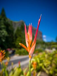 A tropical heliconia in bloom in Mauritius by t.ART