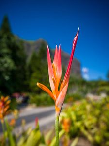 Tropische Blüte einer Helikonie auf Mauritius