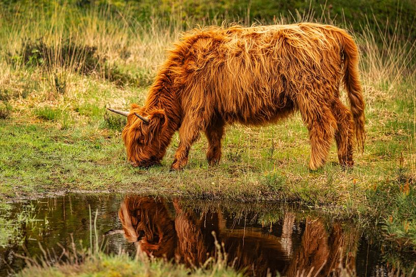 Schottischer Highlander von Bas Fransen