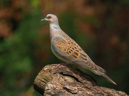 Zomertortel van Liesbeth Vroege Natuurfotografie