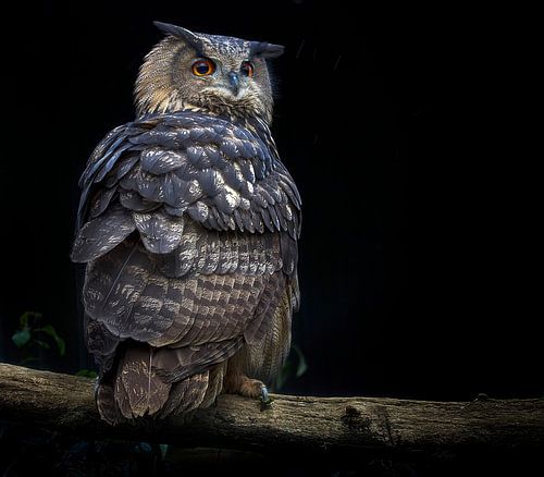 Foto van een oehoe, op een tak in het bos