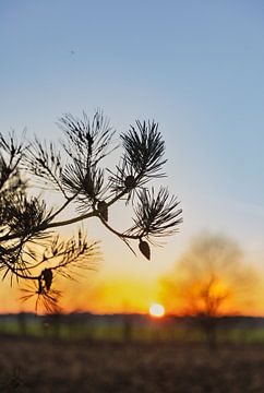 O Tannenbaum von Anouk Peeters