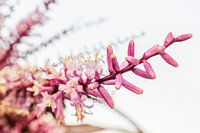 Details van een Cordyline Fruticosa in het voorjaar