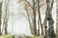 Akazien-Allee im Nebel von Lars van de Goor Miniaturansicht