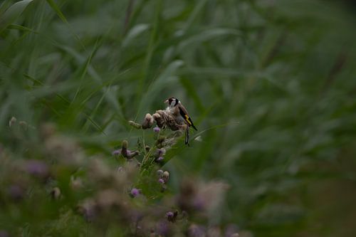 Stieglitz oder Distelfink