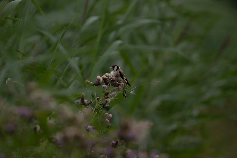 putter of distelvink van vdzwanfotografie