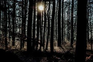 Morgennebel