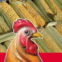 Coq solitaire