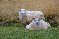 Isländisches Schaf. von Yvonne Stroomberg Miniaturansicht