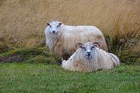 Icelandic sheep.