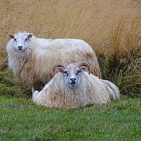 IJslandse schapen. van Yvonne Stroomberg