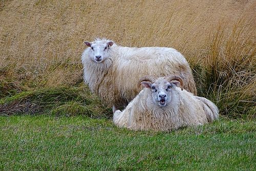 Icelandic sheep.