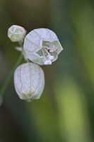 Blaassilene 