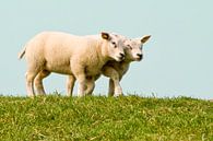 Knuffelende schapen van Art by Fokje thumbnail