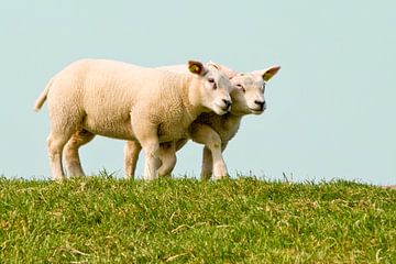 Knuffelende schapen