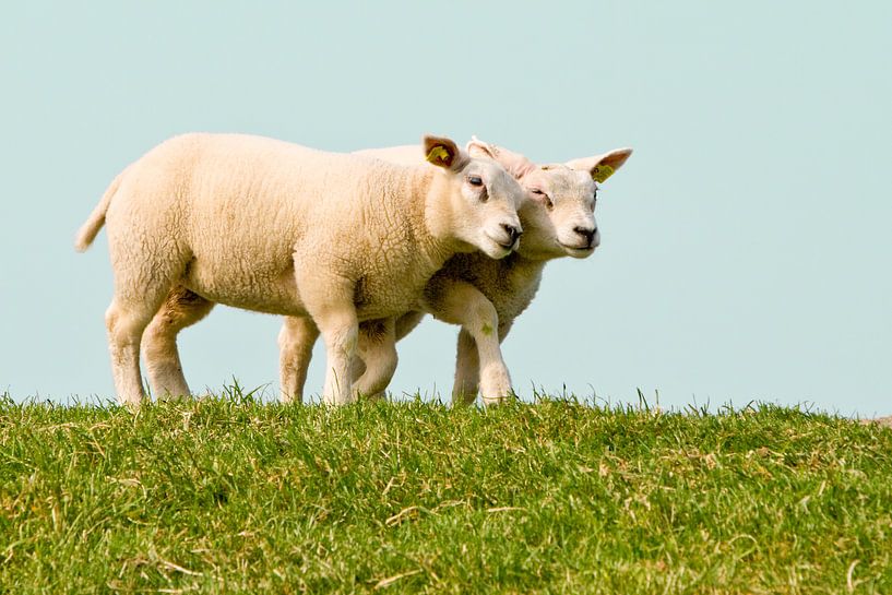 Knuffelende schapen van Art by Fokje