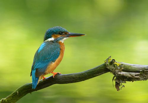 Kingfisher in the shade