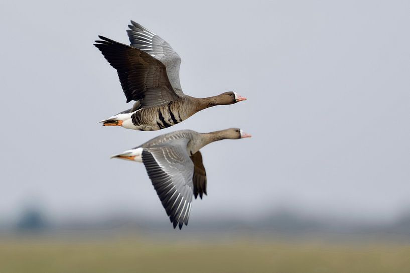 Blässgaense * Anser albifrons *, Paar im Flug par wunderbare Erde