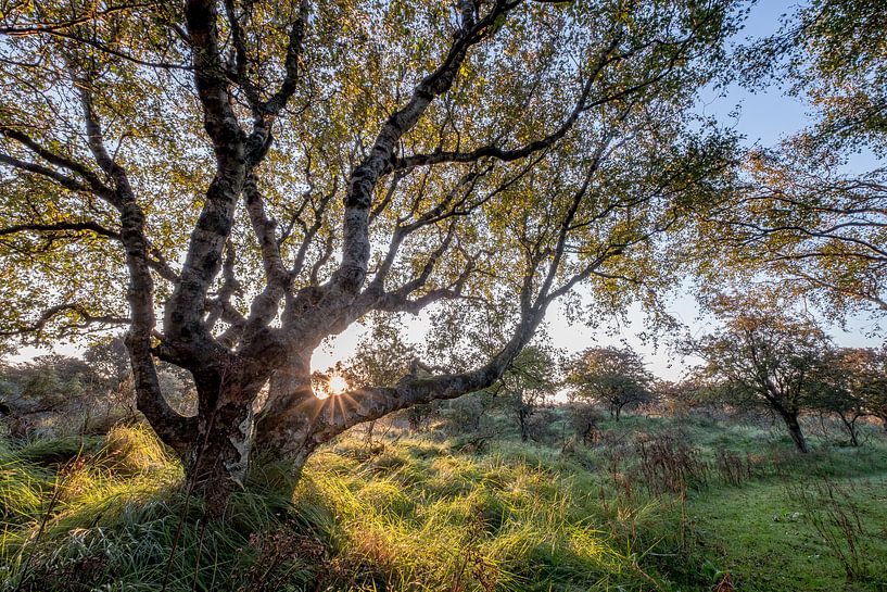 Amsterdam Water Pipe Dunes by martin slagveld