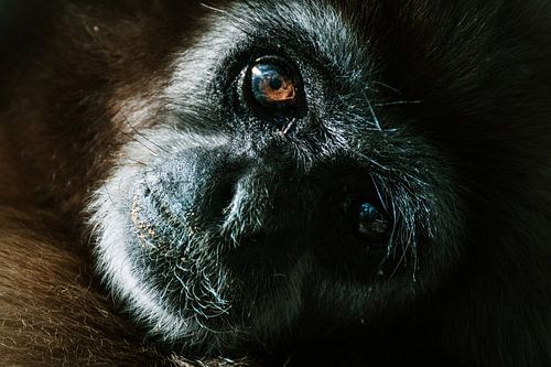 Recht in de prachtige ogen van een gibbon