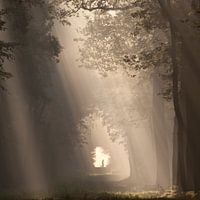 To the light... III