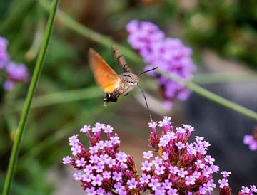 Kolibrievlinder in de tuin van Peter Mensink