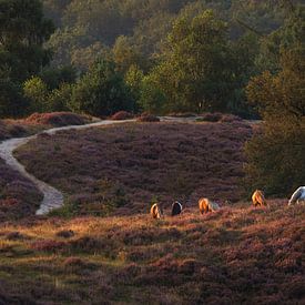 Wilde Paarden op de Posbank: Grazend in het Eerste Licht van de Dag van Hevonax Photography