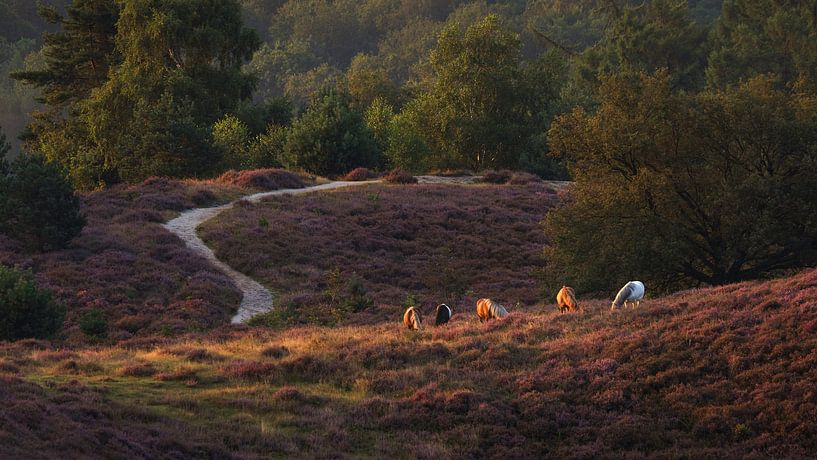Wilde Paarden op de Posbank: Grazend in het Eerste Licht van de Dag van Hevonax Photography