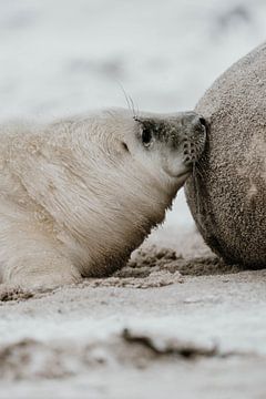 Robbenjunges | Wildlife Fotografie | Helgoland | Deutschland von Inge Pieck