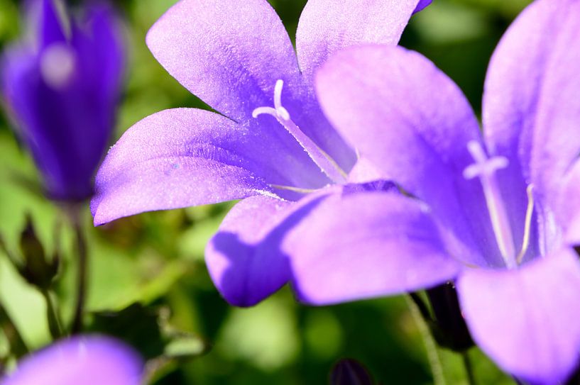 Fleur de clochette violette(2) par Gerard de Zwaan