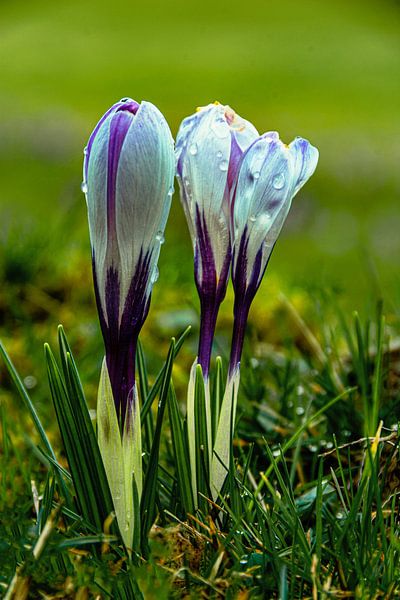 Crocus 6 by Johnny Flash