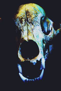 Roofdier schedel, Panter schedel van Monfrey Cavalier