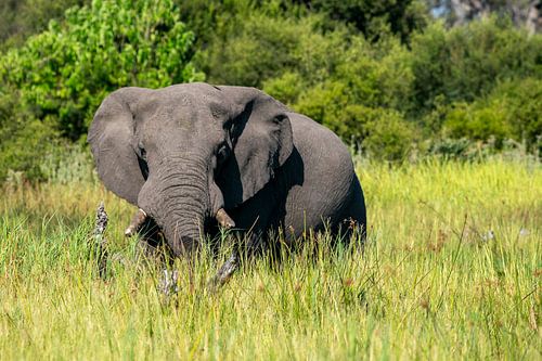 Olifant aan het eten in hoge gras