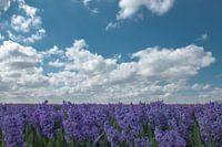 The purple highlands