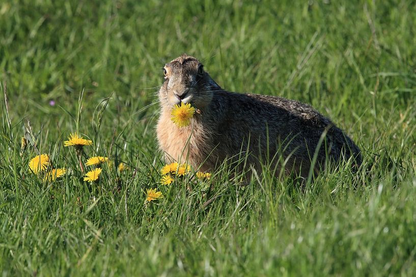 Feldhase (Lepus europaeus) Insel Texel Holland von Frank Fichtmüller
