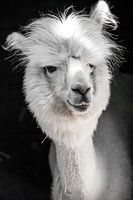 Grappige witte alpaca of lama in zijn stal
